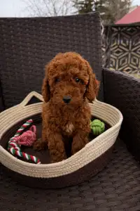 Pudeli de jucarie si pitici - Szendi