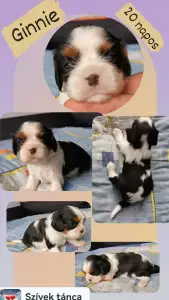 Cavalier King Charles spániel - Ginnie