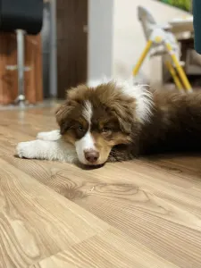 Australian Shepherd - Honour For The Brave Toronto Raptors