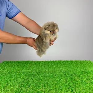 German Pomeranian Spitz - Frida