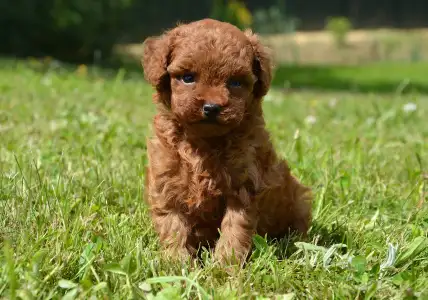 Caniche Toy - Lejla