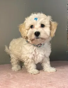 Maltipoo - Matthew