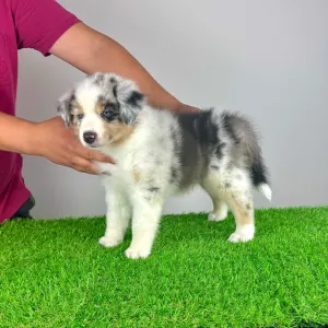 Australian Shepherd - Tabata