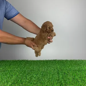 Poodle Miniature - Hollis