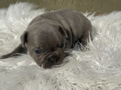 Bulldog francez - Ashur