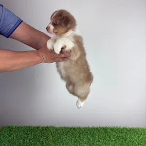 Owczarek astralijski aussie - Beira