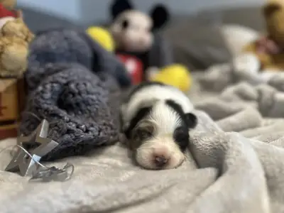 Australian Shepherd - Budnat Aussies Golden Glims Of Joy " Joyce"