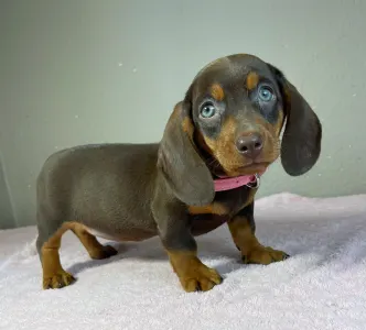 Bassotto - Charlotte