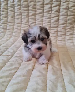 Havanese - Sabina