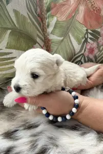 West Highland White Terrier - Bosco