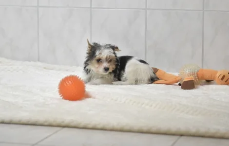 Бивер-йоркширский терьер - Robin Orient 