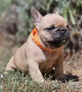 French Bulldog - Udo