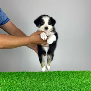 Australian Shepherd - Veron