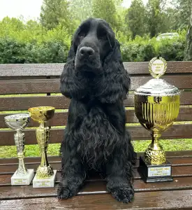 Englischer Cocker Spaniel - Amor