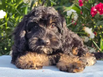 Cavapoo - Figo