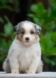 Australian Shepherd - Winstead Lucky Tinker 
