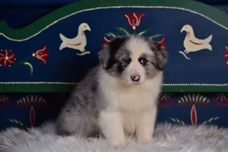 Border Collie - Enigma