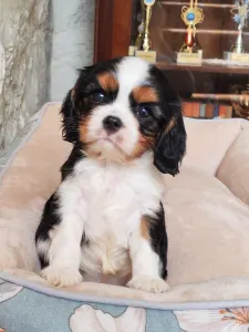 Cavalier King Charles Spaniel - Miley