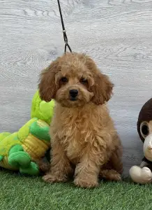 Cavapoo - Edgar