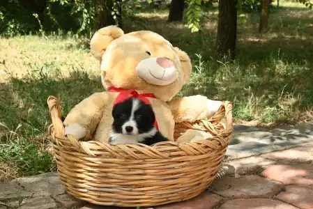 Border Collie - Dazzling Borders Beautiful Addiction