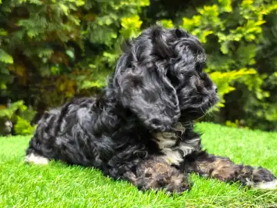 Cavapoo - Fonsi