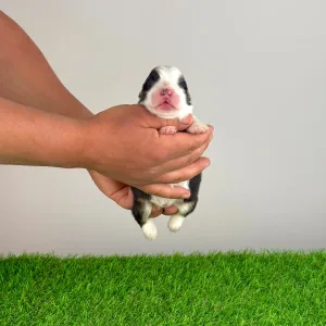 Australian Shepherd - Eldorado