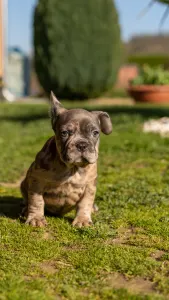 Französische Bulldogge - Zeusz 