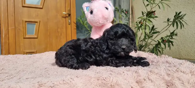 Cavapoo - Amira