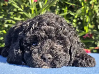 Cavapoo - Darkchoco Drake