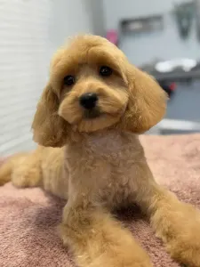 Cavapoo - Noel
