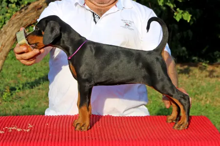 Dobermann - Arizona Videre Fortis
