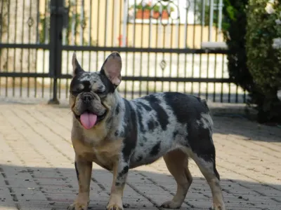 Francia bulldog - Julia