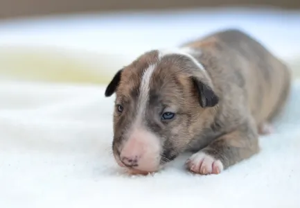 Миниатюрный бультерьер - Jake