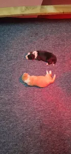 Border Collie - Tedd.