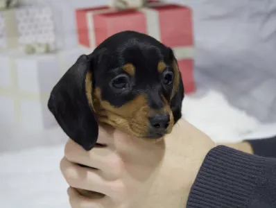 Такса - Black Spot Hug Me Strongly