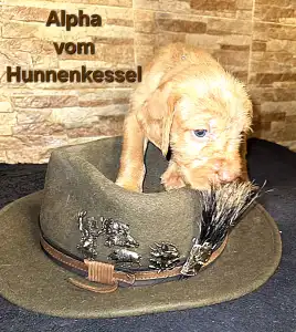 Hungarian Wire-haired Vizsla - Alpha Vom Hunnenkessel