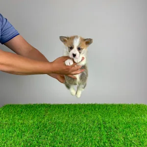 Welsh Corgi Pembroke - Phillip