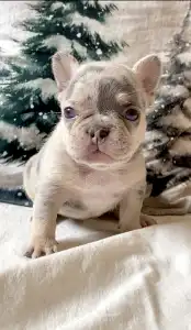 Bulldog francese - Steel Wing Bullz Alyssa