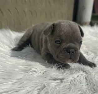 Bulldog francez - Carter