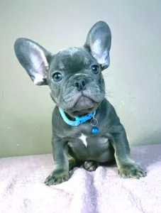 Buldog francuski - Leo