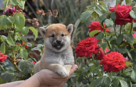 Shiba - Bravados Inori
