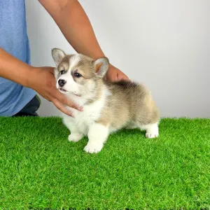 Welsh Corgi Pembroke - Dini