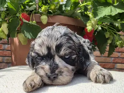 Cavapoo - Merida