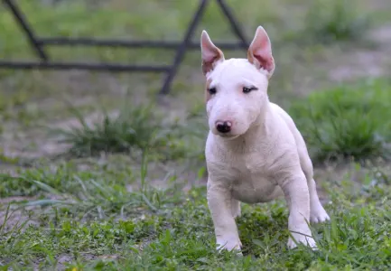 Miniatűr bullterrier - Laka