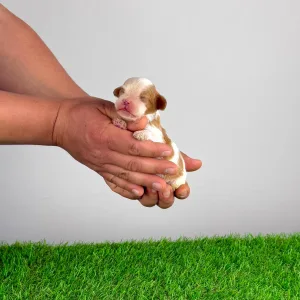 Кавалер кинг-чарльз-спаниель - Lotus