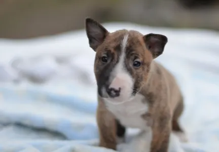 Miniatűr bullterrier - Jake