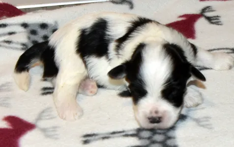 Havanese - Oro De Habana Yaffa