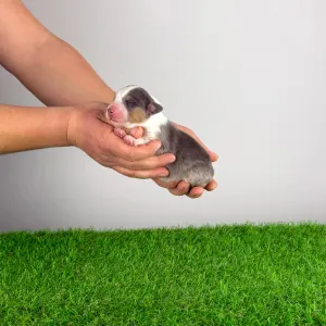 Australian Shepherd - Dorabella 