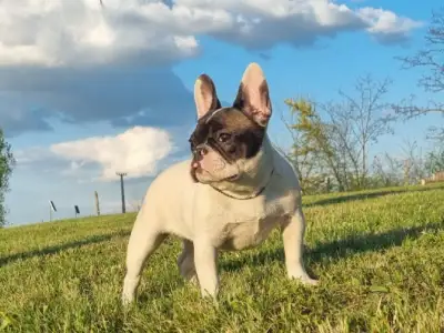 French Bulldog - Pizza