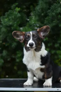 Cardigan welsh corgi - Kilini Mendenhall 